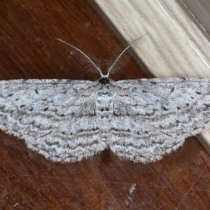 Phelotis cognata at Ainslie, ACT - 28 Sep 2020