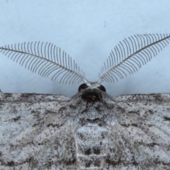 Phelotis cognata at Ainslie, ACT - 28 Sep 2020