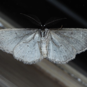 Phelotis cognata at Ainslie, ACT - 28 Sep 2020