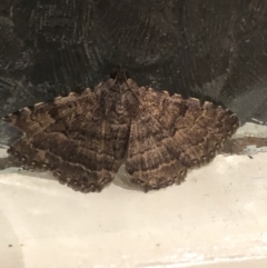 Diatenes aglossoides (An Erebid Moth) at Broughton Vale, NSW - 26 Sep 2020 by Nivlek