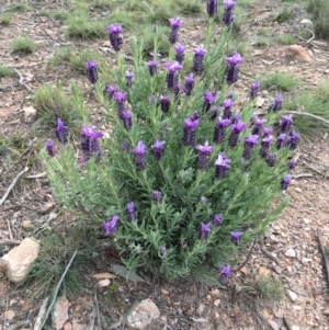 Lavandula stoechas at Bruce, ACT - 29 Sep 2020