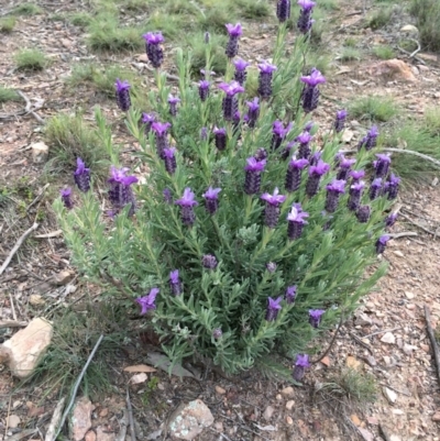 Lavandula stoechas (Spanish Lavender or Topped Lavender) at Gossan Hill - 29 Sep 2020 by Wen