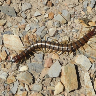 Cormocephalus aurantiipes (Orange-legged Centipede) at Rugosa - 29 Sep 2020 by SenexRugosus