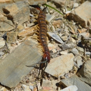 Cormocephalus aurantiipes at Yass River, NSW - 29 Sep 2020 10:51 AM