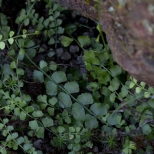 Asplenium flabellifolium at Wee Jasper, NSW - 29 Sep 2020 11:10 AM