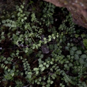 Asplenium flabellifolium at Wee Jasper, NSW - 29 Sep 2020 11:10 AM