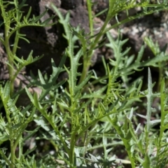 Senecio (genus) (A Fireweed) at Wee Jasper, NSW - 29 Sep 2020 by JudithRoach