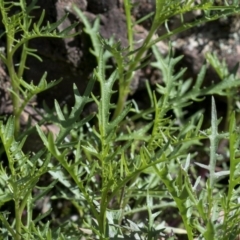 Senecio sp. (A Fireweed) at Wee Jasper, NSW - 29 Sep 2020 by JudithRoach