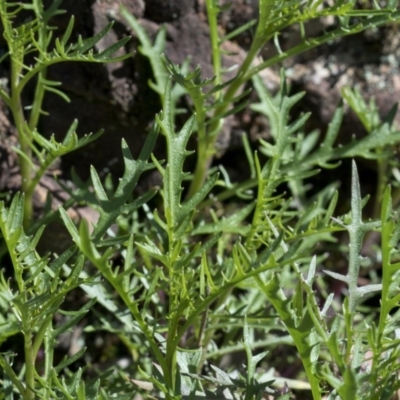 Senecio (genus) (A Fireweed) at Wee Jasper, NSW - 29 Sep 2020 by JudithRoach