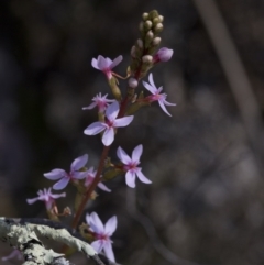 Stylidium (genus) (Trigger Plant) at Wee Jasper, NSW - 29 Sep 2020 by JudithRoach