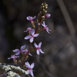 Stylidium sp. at Wee Jasper, NSW - 29 Sep 2020 12:31 PM