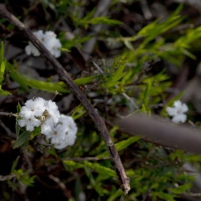 Leucopogon virgatus (Common Beard-heath) at Wee Jasper Nature Reserve - 29 Sep 2020 by JudithRoach