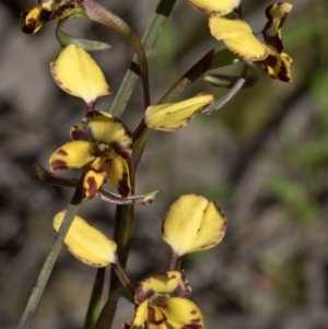 Diuris pardina at Wee Jasper, NSW - 29 Sep 2020