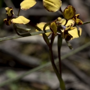 Diuris pardina at Wee Jasper, NSW - 29 Sep 2020