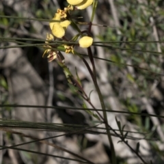 Diuris pardina (Leopard Doubletail) at Wee Jasper, NSW - 29 Sep 2020 by JudithRoach