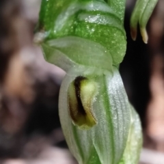 Bunochilus montanus (ACT) = Pterostylis jonesii (NSW) (Montane Leafy Greenhood) at Cotter River, ACT - 29 Sep 2020 by ChristianFricker