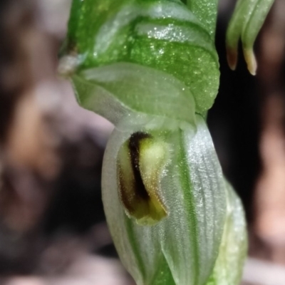 Bunochilus montanus (Montane Leafy Greenhood) at Cotter River, ACT - 29 Sep 2020 by ChristianFricker