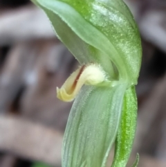 Bunochilus montanus at Cotter River, ACT - 29 Sep 2020