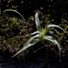 Luzula sp. (Woodrush) at Wee Jasper, NSW - 29 Sep 2020 by JudithRoach