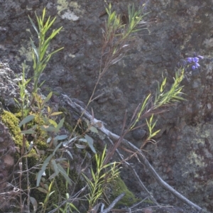 Stypandra glauca at Wee Jasper, NSW - 29 Sep 2020 11:23 AM