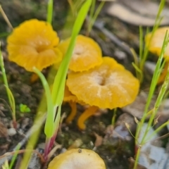 Lichenomphalia chromacea (Yellow Navel) at Albury - 28 Sep 2020 by Fpedler