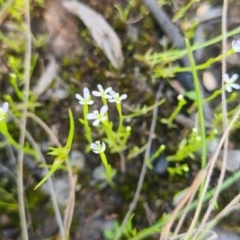 Stylidium despectum (Small Trigger Plant) at Albury, NSW - 28 Sep 2020 by Fpedler