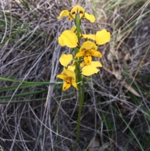 Diuris nigromontana at Bruce, ACT - 29 Sep 2020