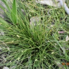 Carex inversa (Knob Sedge) at Weston, ACT - 28 Sep 2020 by AliceH