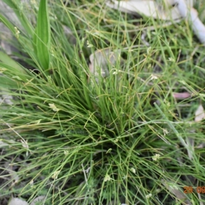 Carex inversa (Knob Sedge) at Weston, ACT - 29 Sep 2020 by AliceH