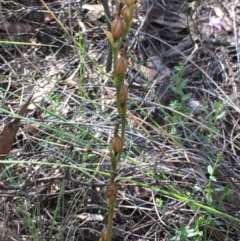 Speculantha rubescens (Blushing Tiny Greenhood) at Gossan Hill - 29 Sep 2020 by Wen