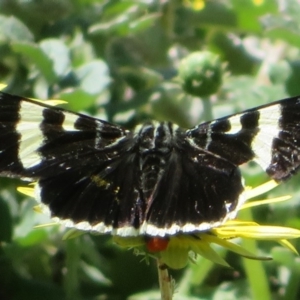 Phalaenoides glycinae at Coree, ACT - 29 Sep 2020