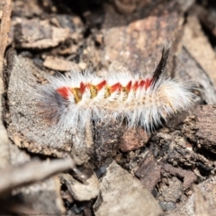 Trichiocercus sparshalli (Sparshall's Moth) at Acton, ACT - 29 Sep 2020 by Roger