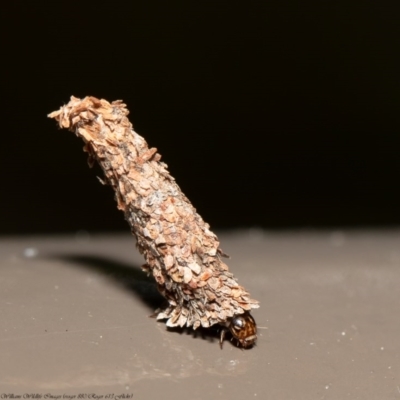 Conoeca guildingi (A case moth) at ANBG - 29 Sep 2020 by Roger