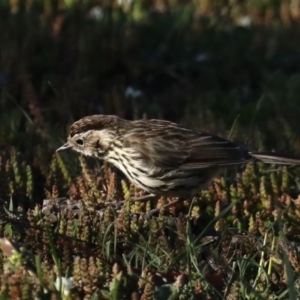 Pyrrholaemus sagittatus at Pialligo, ACT - 28 Sep 2020