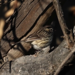 Pyrrholaemus sagittatus at Pialligo, ACT - 28 Sep 2020