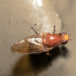 Lauxaniidae (family) at Acton, ACT - 28 Sep 2020