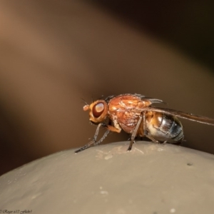 Lauxaniidae (family) at Acton, ACT - 28 Sep 2020