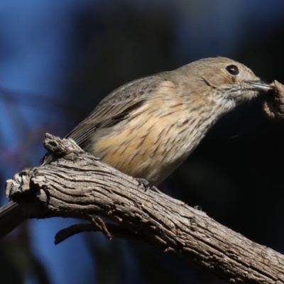 Pachycephala rufiventris (Rufous Whistler) at Pialligo, ACT - 28 Sep 2020 by jb2602