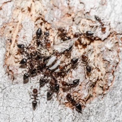 Crematogaster sp. (genus) (Acrobat ant, Cocktail ant) at ANBG - 28 Sep 2020 by Roger