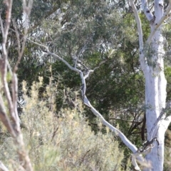 Callocephalon fimbriatum (Gang-gang Cockatoo) at Acton, ACT - 29 Sep 2020 by ConBoekel