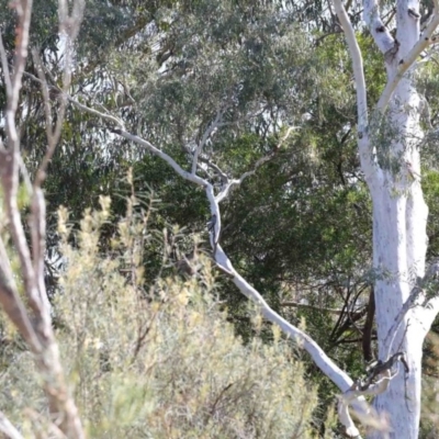 Callocephalon fimbriatum (Gang-gang Cockatoo) at GG179 - 29 Sep 2020 by ConBoekel