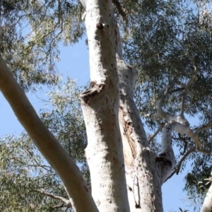 Callocephalon fimbriatum at Acton, ACT - suppressed