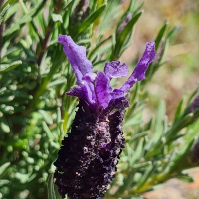 Lavandula stoechas (Spanish Lavender or Topped Lavender) at West Stromlo - 27 Sep 2020 by AaronClausen