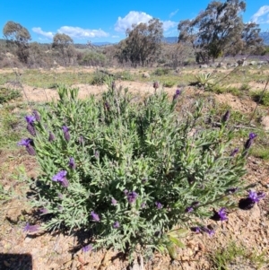 Lavandula stoechas at Stromlo, ACT - 28 Sep 2020 02:57 AM