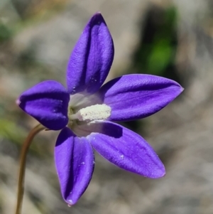 Wahlenbergia capillaris at Stromlo, ACT - 28 Sep 2020 02:38 AM