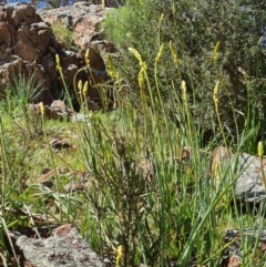 Bulbine sp. at Stromlo, ACT - 27 Sep 2020 by AaronClausen