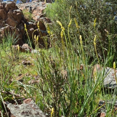 Bulbine sp. at Stromlo, ACT - 27 Sep 2020 by AaronClausen