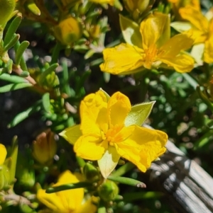 Hibbertia calycina at Stromlo, ACT - 28 Sep 2020 03:04 AM