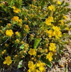 Hibbertia calycina at Stromlo, ACT - 28 Sep 2020