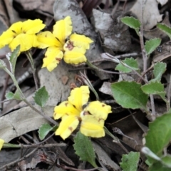 Goodenia hederacea (Ivy Goodenia) at Downer, ACT - 29 Sep 2020 by Sarah2019